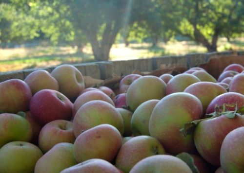 Dixon's Apple Orchard and Wedding Venue